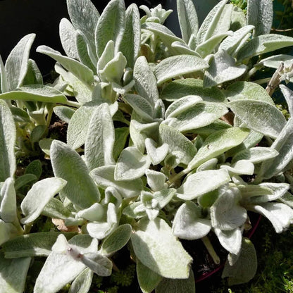 Silver Foliage Lamb’s Ears Seeds