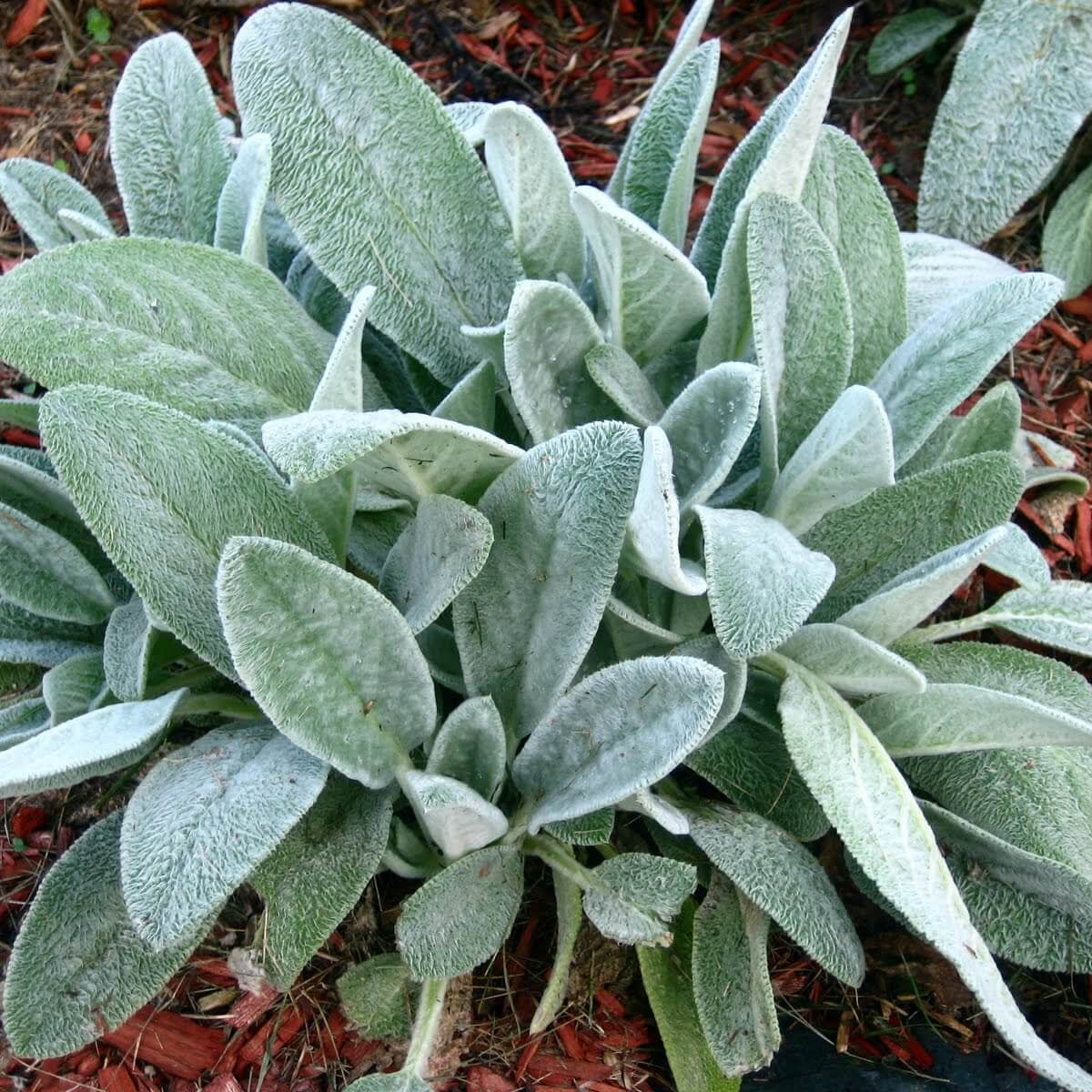 Silver Foliage Lamb’s Ears Seeds