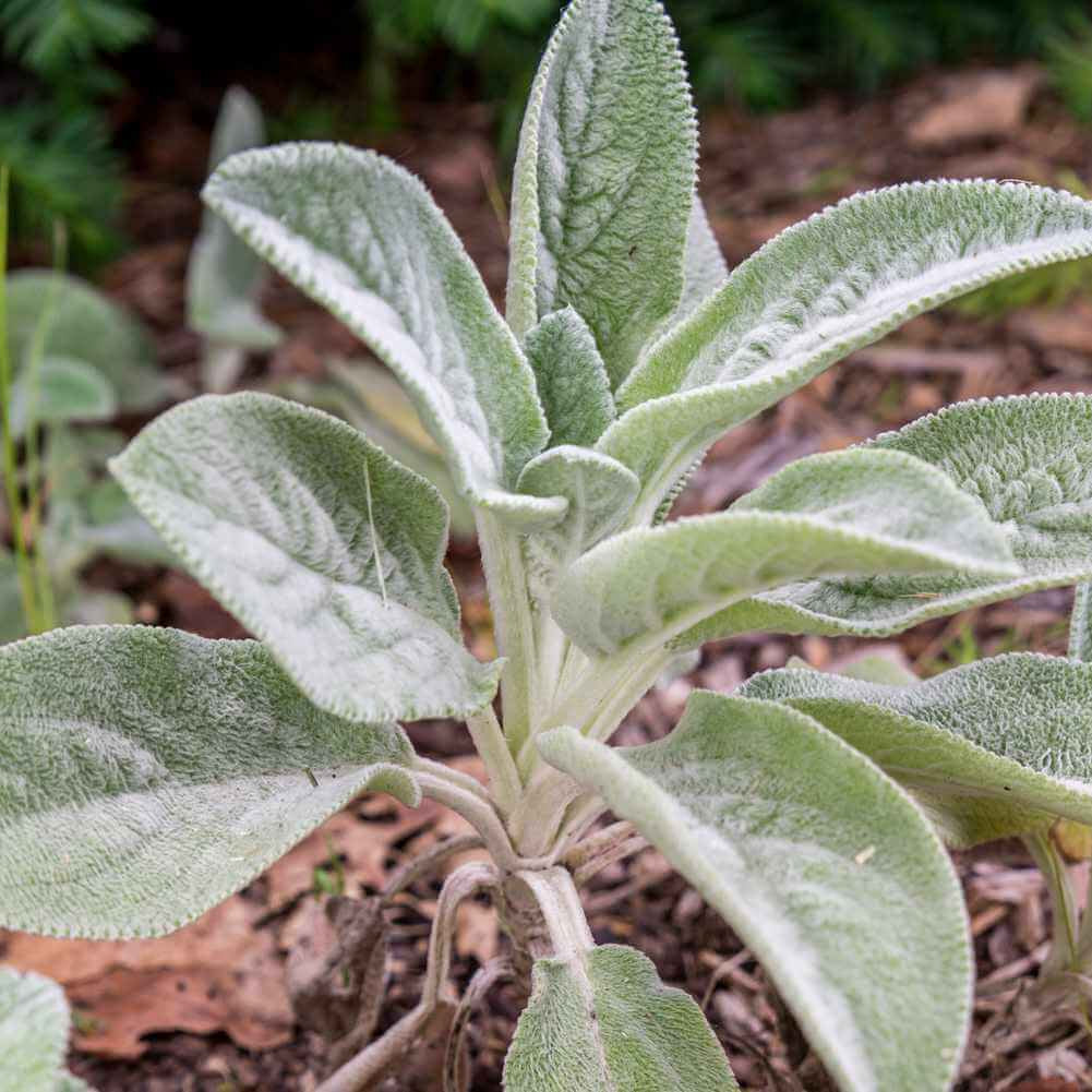 Silver Foliage Lamb’s Ears Seeds