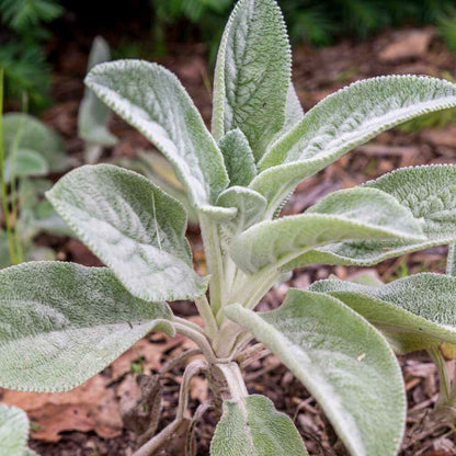 Silver Foliage Lamb’s Ears Seeds
