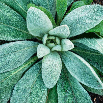 Silver Foliage Lamb’s Ears Seeds