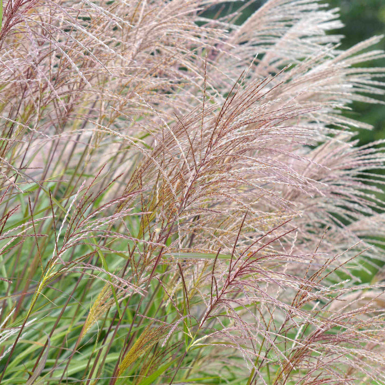 Silver Grass Seeds 