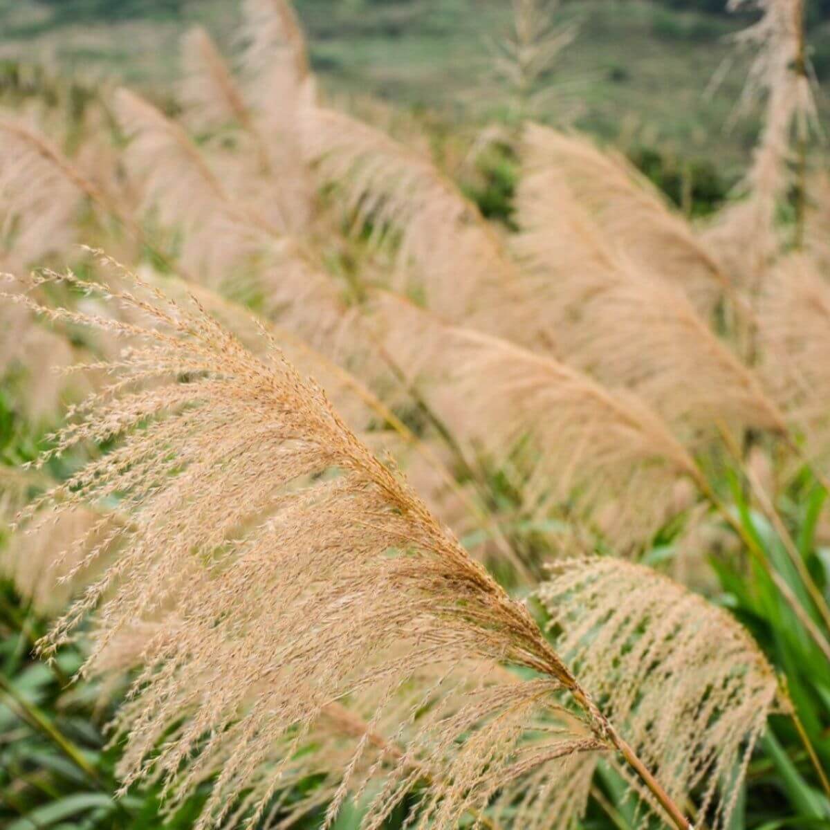 Silver Grass Seeds 