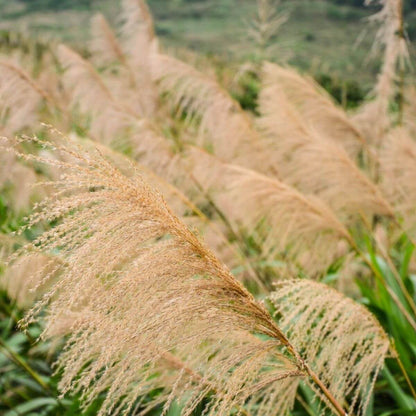 Silver Grass Seeds 