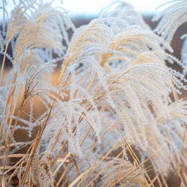 Silver Grass Seeds 