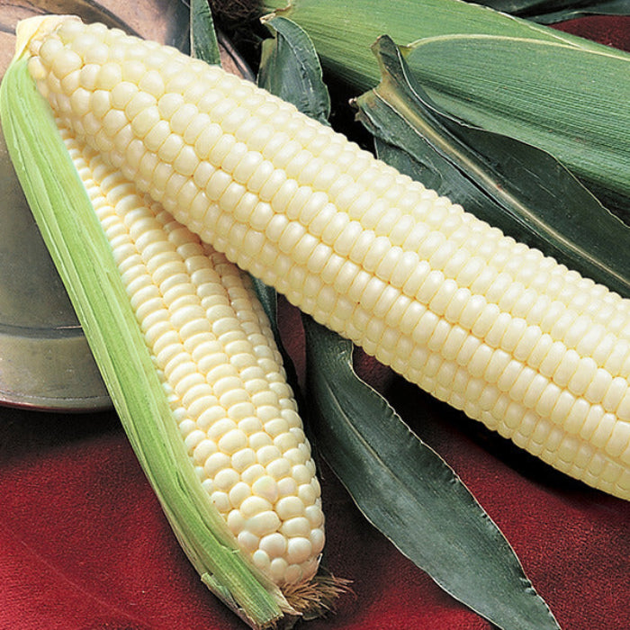 Silver Queen sweet corn seeds - Vegetable Plant