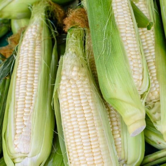 Silver Queen sweet corn seeds - Vegetable Plant