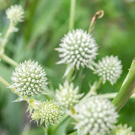 Silver Sea Holly Seeds