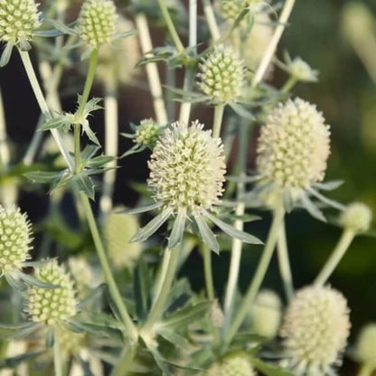 Silver Sea Holly Seeds