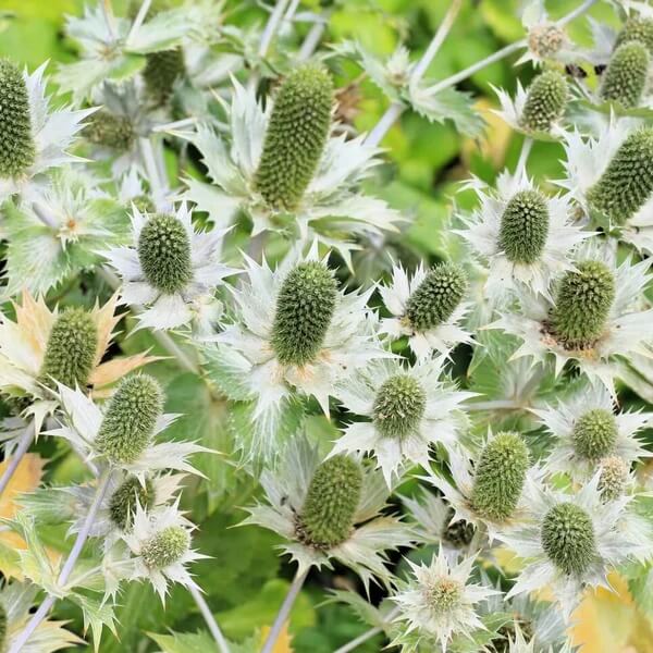 Silver Sea Holly Seeds
