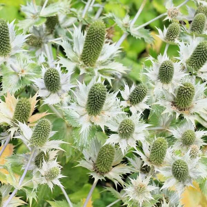 Silver Sea Holly Seeds