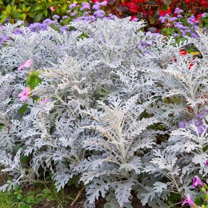Silverdust Dusty Miller Seeds 