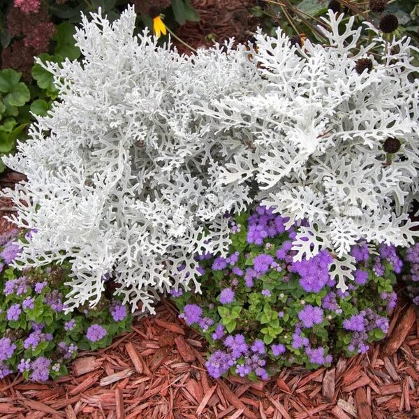 Silverdust Dusty Miller Seeds 
