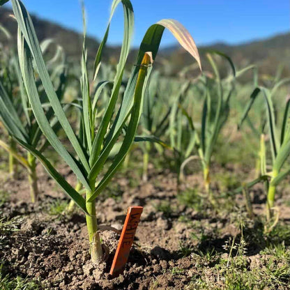 Silverskin Garlic Seeds - Heirloom Vegetable Plant for Home Gardens
