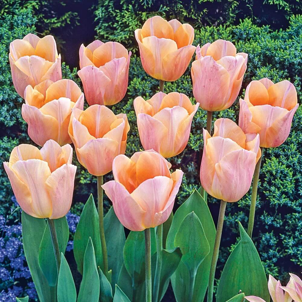 Single Early Tulips Seeds