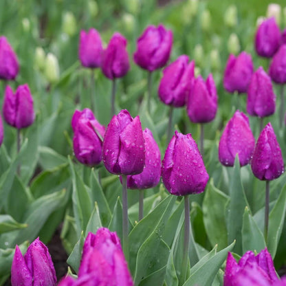 Single Early Tulips Seeds