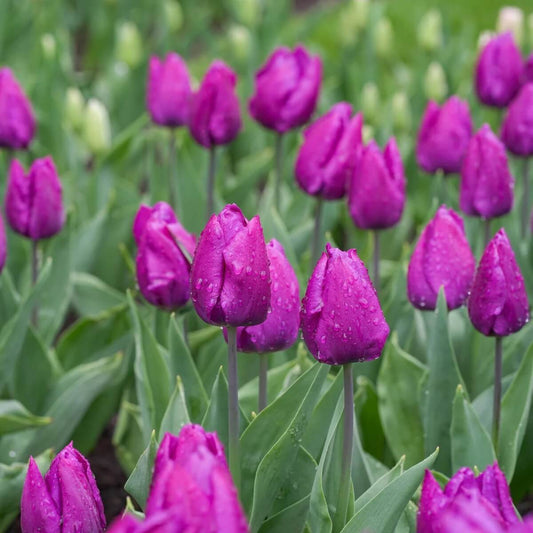 Single Early Tulips Seeds