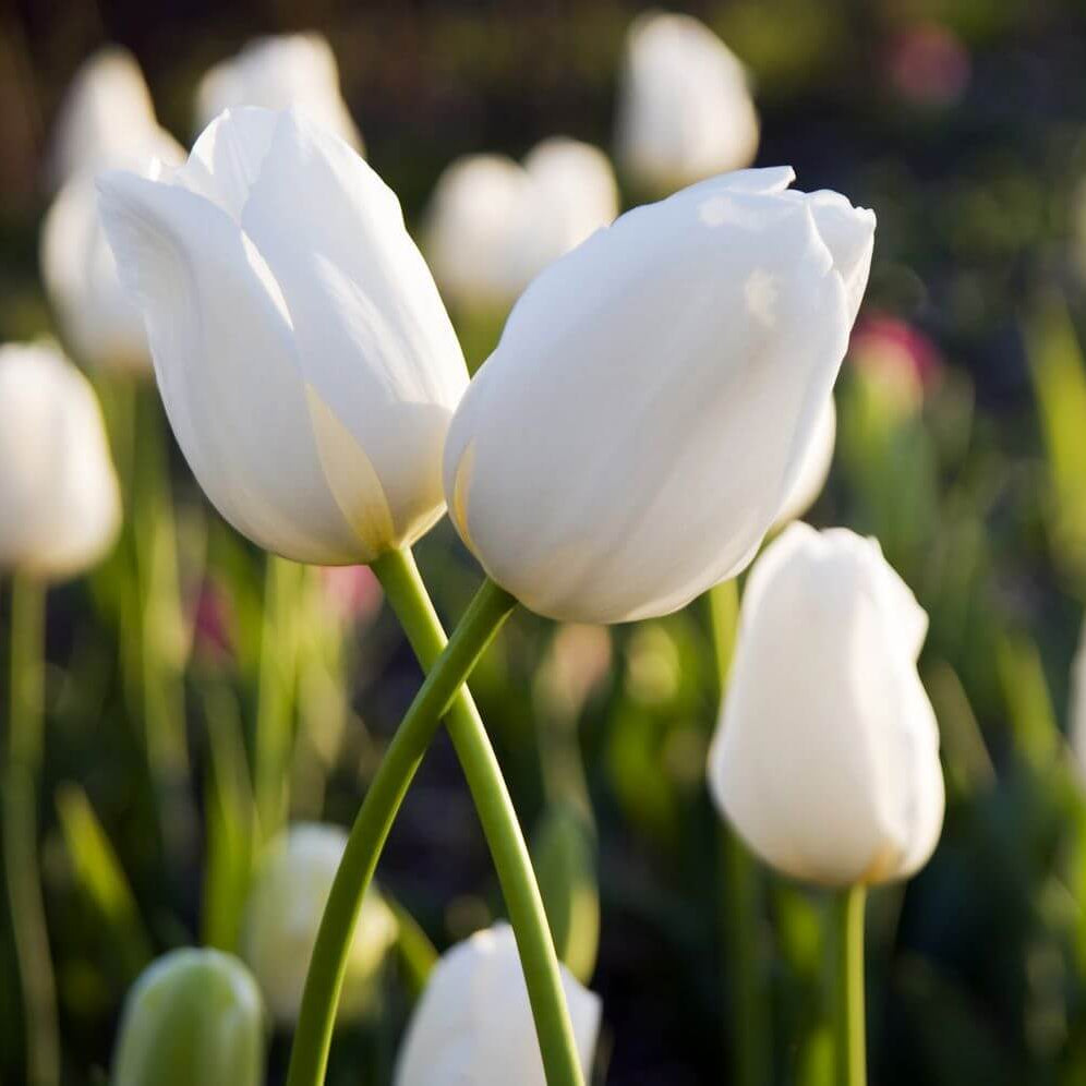 Single Early Tulips Seeds