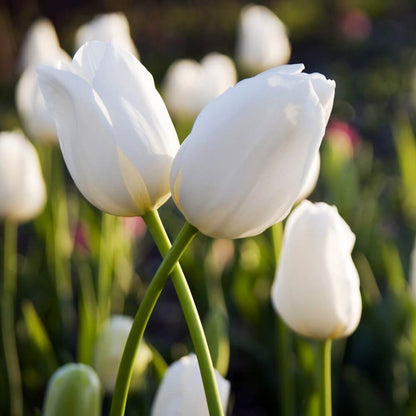 Single Early Tulips Seeds