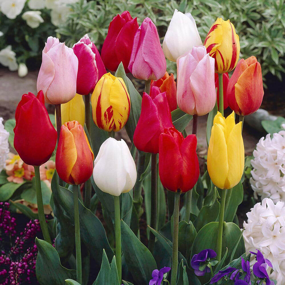 Single Early Tulips Seeds