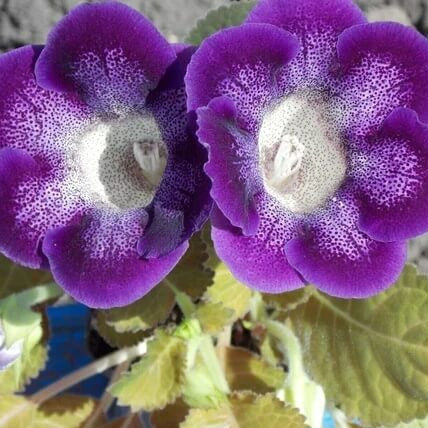 Sinningia Gloxinia Seeds