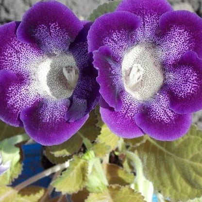 Sinningia Gloxinia Seeds