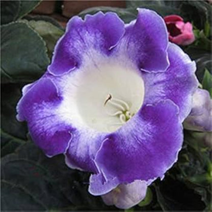 Sinningia Gloxinia Seeds