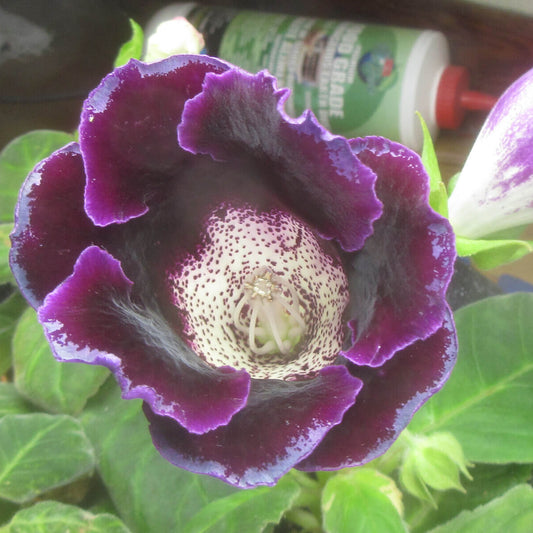 Sinningia Gloxinia Seeds