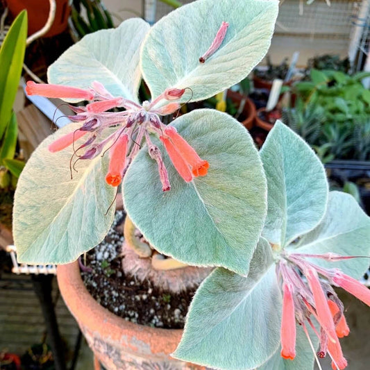 Sinningia Leucotricha Seeds - Succulent Plant Seeds for Home Gardens