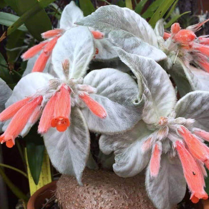 Sinningia Leucotricha Seeds - Succulent Plant Seeds for Home Gardens