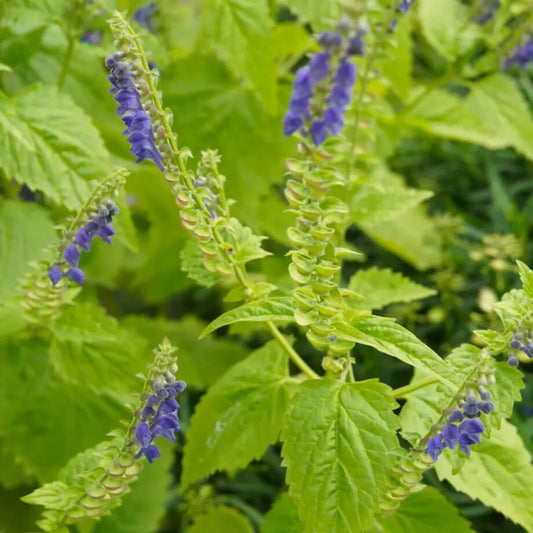 Skullcap Seeds - Herbal Plant