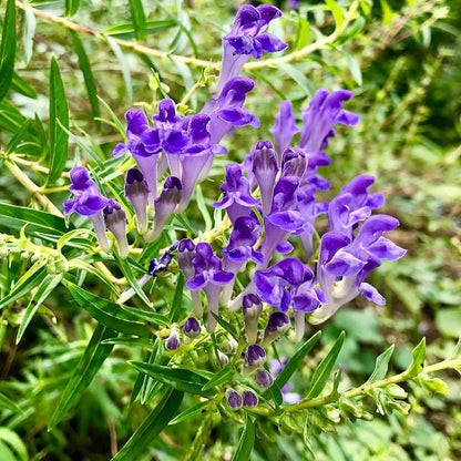 Skullcap Seeds - Herbal Plant