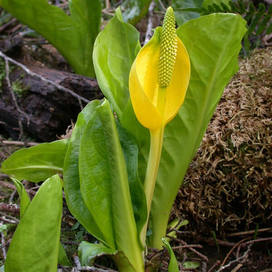 Skunk Cabbage Seeds - Herbal Plant