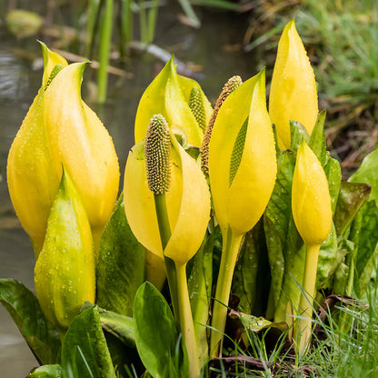 Skunk Cabbage Seeds - Herbal Plant