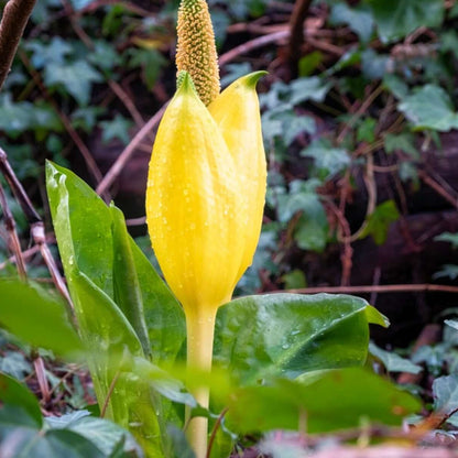 Skunk Cabbage Seeds - Herbal Plant