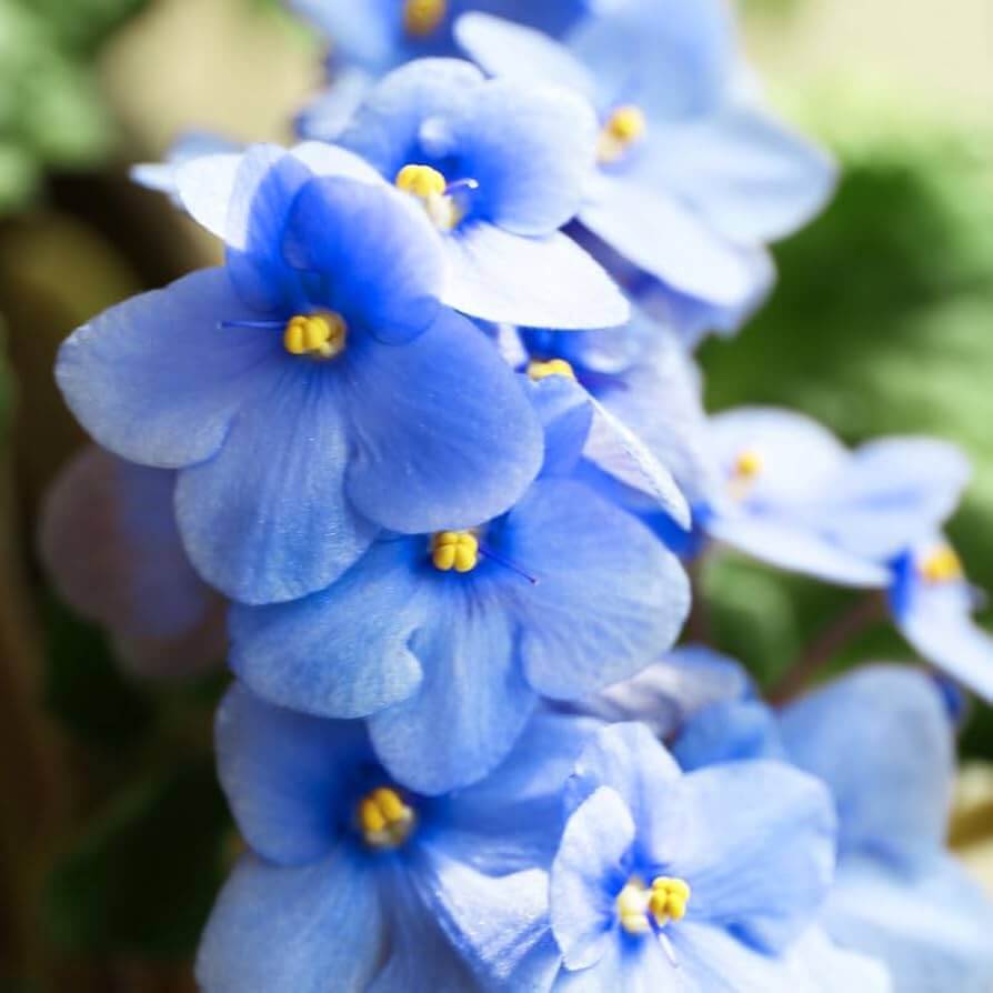 Sky Blue African Violet Seeds - Flower Plant