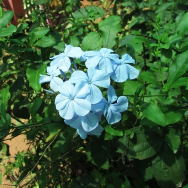 Sky Blue Azalea Seeds - Flower Plant for Home Gardens