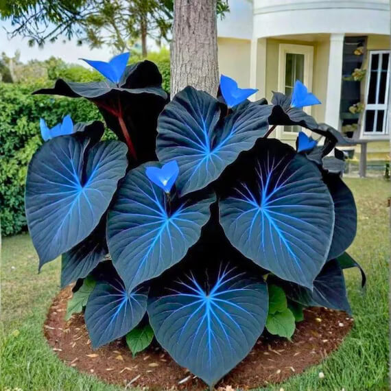 Sky Blue Caladium Seeds