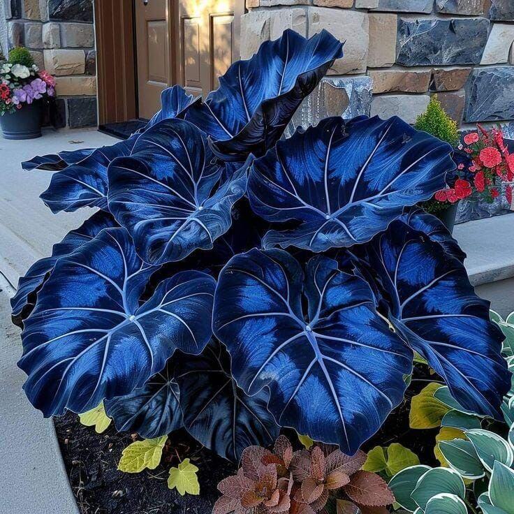 Sky Blue Caladium Seeds