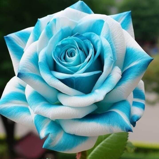 Sky Blue Desert Rose Seeds - Flower Plant