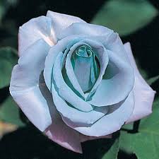 Sky Blue Desert Rose Seeds - Flower Plant