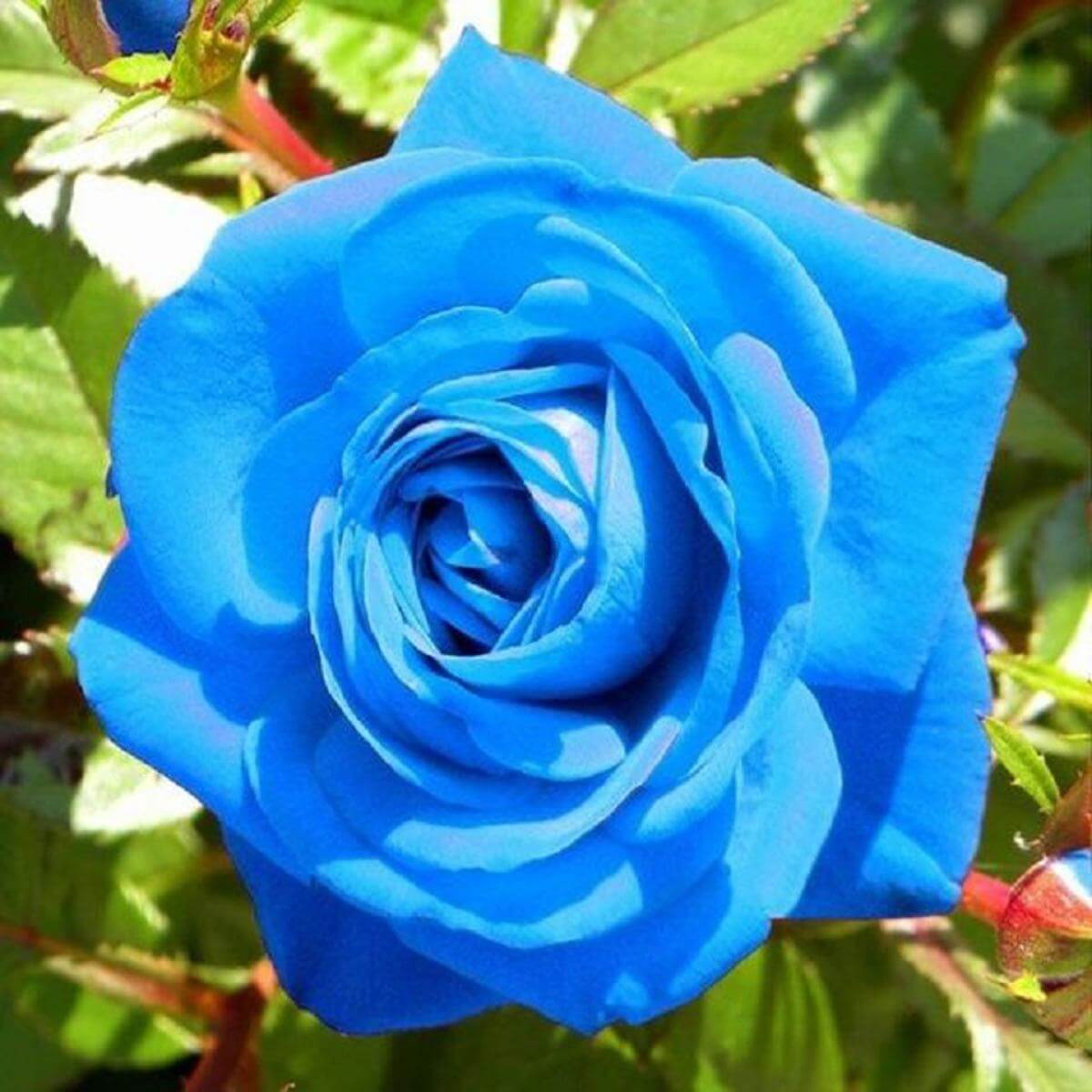 Sky Blue Desert Rose Seeds - Flower Plant
