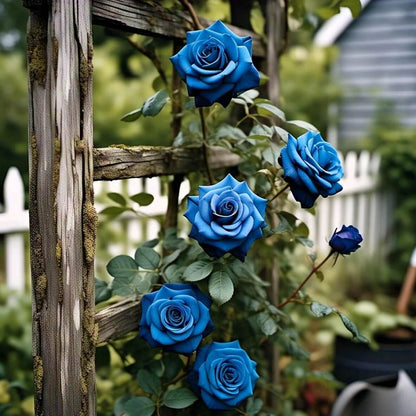 Sky Blue Desert Rose Seeds - Flower Plant