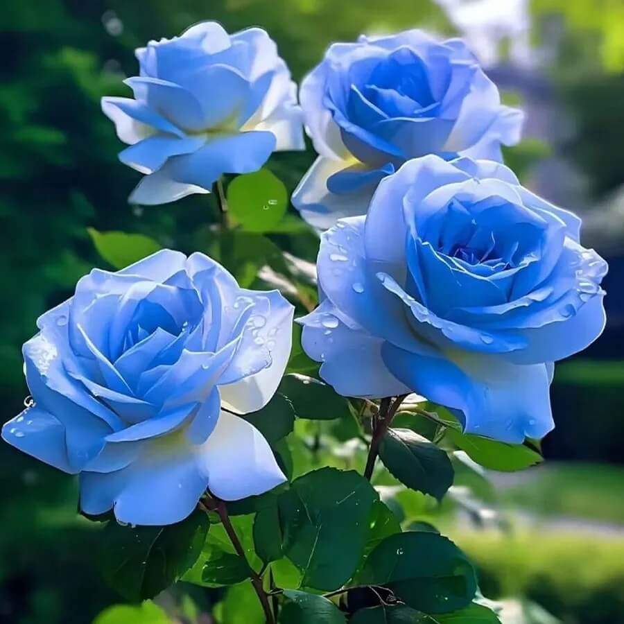 Sky Blue Desert Rose Seeds - Flower Plant
