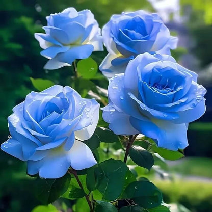 Sky Blue Desert Rose Seeds - Flower Plant