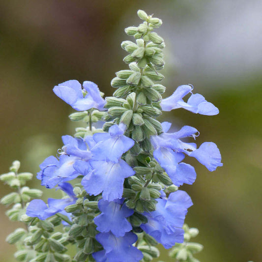 Sky Blue Leaf Clover Seeds - Flower Plant