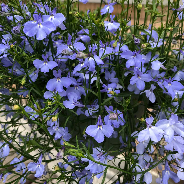 Sky Blue Lobelia Seeds 