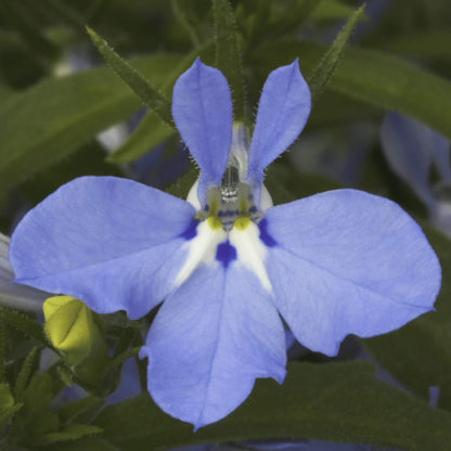 Sky Blue Lobelia Seeds 