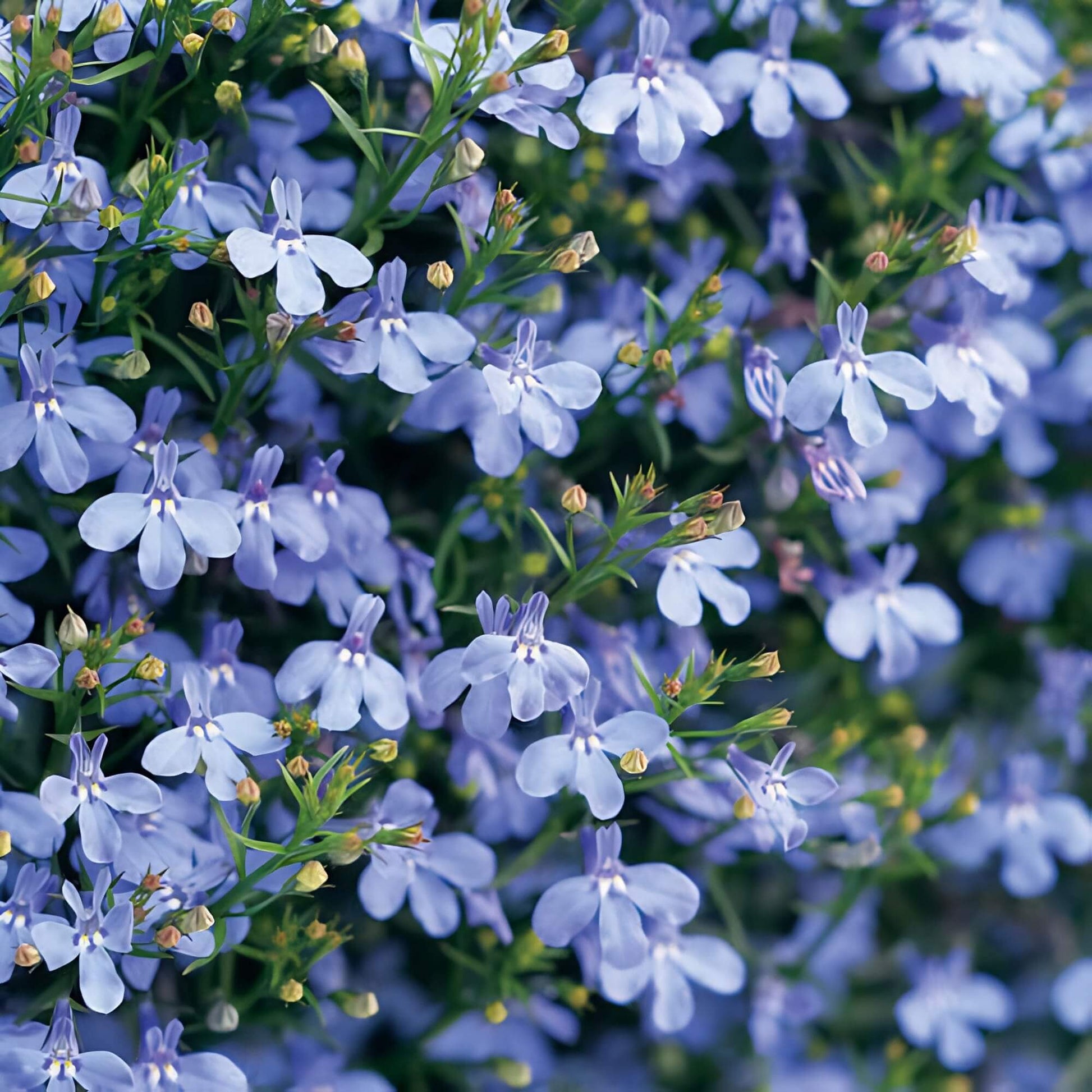 Sky Blue Lobelia Seeds 