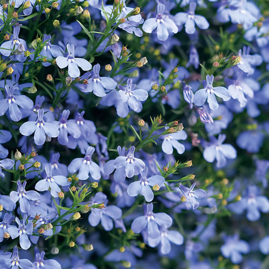 Sky Blue Lobelia Seeds 